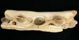 Mosasaur (Eremiasaurus) Jaw Section On Stand #11507-9